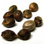 Семена марихуаны АК-47  (Seeds AK-47) в Динской